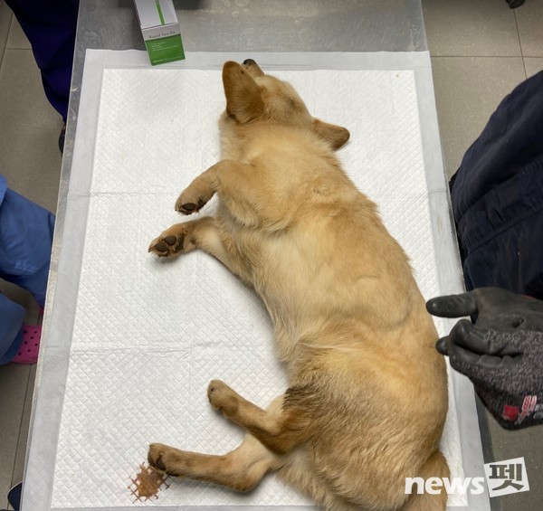 구조 당시 몸을 움직이지 못하던 둥둥이. 사진 동물권행동카라