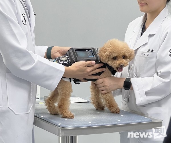 사진 인트로메딕