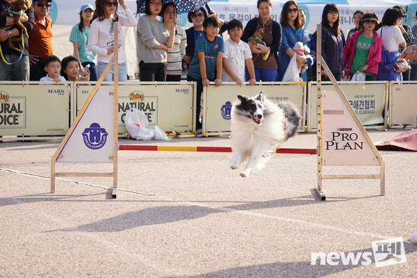 2017년 양천구 반려견 축제 현장. 사진 양천구