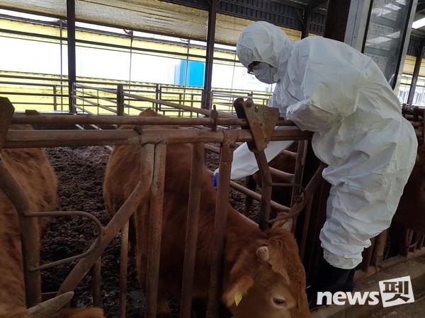 공수의 활동 모습. [사진=경상남도]
