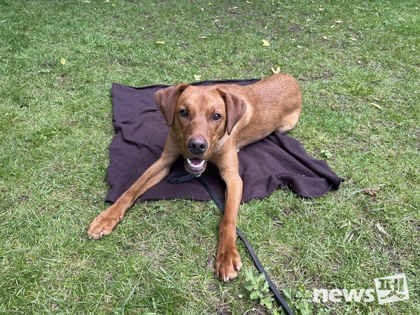 마일로(1살 래브라도리브리버)-place proofing. 사진 필자제공