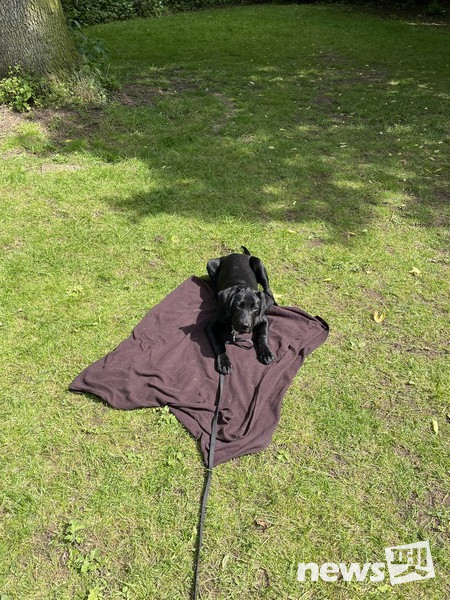 쿠로(4개월 래브라도리트리버)-place proofing. 사진 필자제공