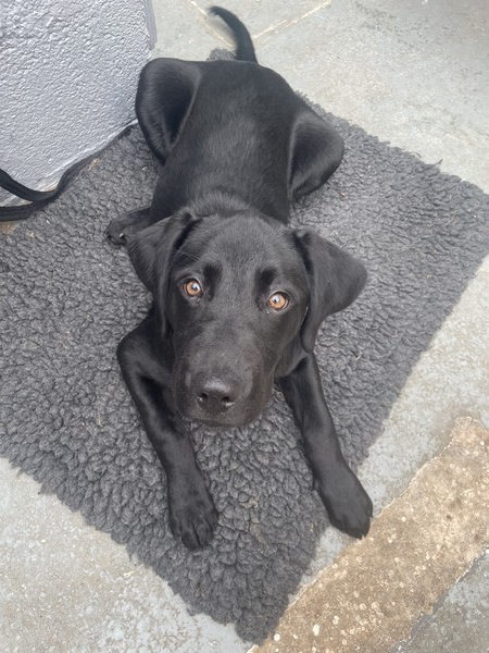 쿠로(4개월 래브라도리트리버)-플레이스 훈련 중. 사진 필자제공