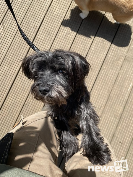 테드(12살 테리어)-당뇨가 있어서 하루 두번 인슐린을 주사해야 하고 시력을 잃었지만 사람을 좋아하고 날씨가 좋을때 산책하는 것을 좋아한다. 사진 필자제공