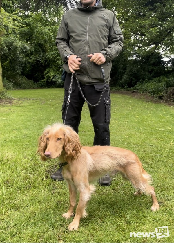 프레디(1살 코커스패니얼)-보호자에게 보낼 훈련 동영상을 촬영 중이다. 사진 필자제공