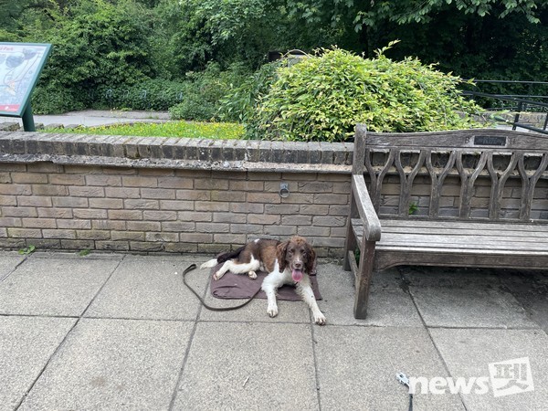 테오(1살 잉글리쉬스프링어스패니얼)-place proofing. 사진 필자제공