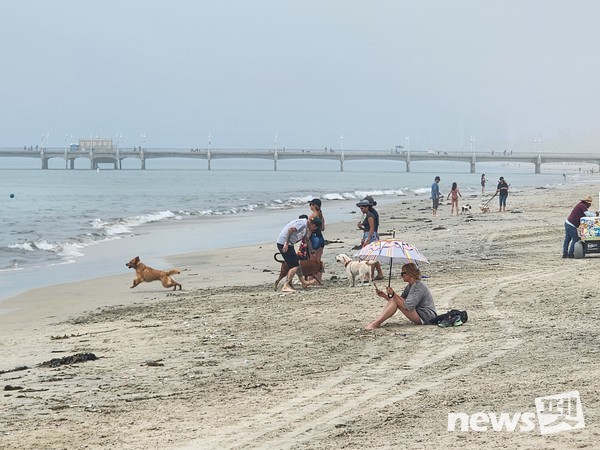 한국펫사료협회 김상덕 회장, KCMC문화원 이웅종 원장 등이 K-펫 축제 장소로 거론되는 도그파크와 롱비치 반려견 해변을 견학했다. 사진 KCMC문화원