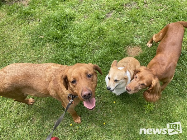 엠버, 나비, 로키-항상 좋은 사이다. 사진 필자제공
