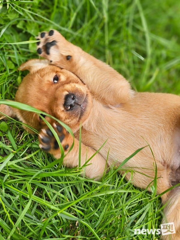 날라의 생후 4주차 강아지. 사진 필자제공