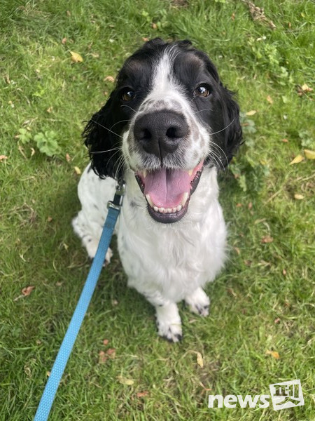 찰리(2살 스프링어스패니얼). 사진 필자제공