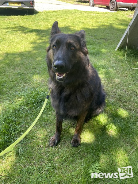 티아(3살 더치허더)-햇볕 아래 그늘을 즐기고 있다. 사진 필자제공