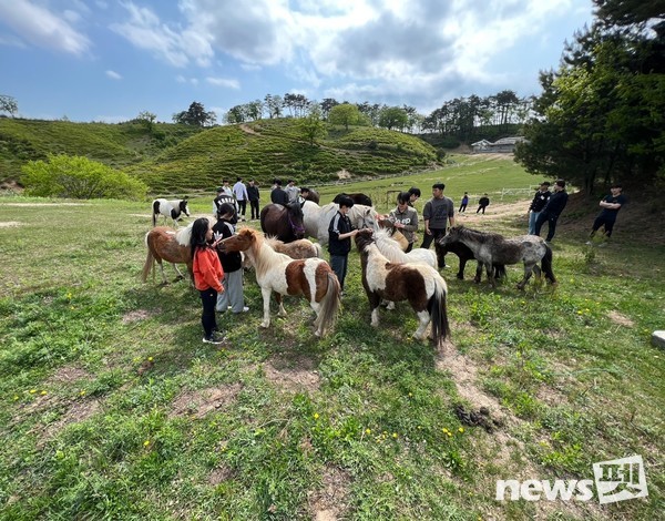강릉영동대학교 승마장에서 교감치유하고 있는 모습. 사진 강릉영동대학교
