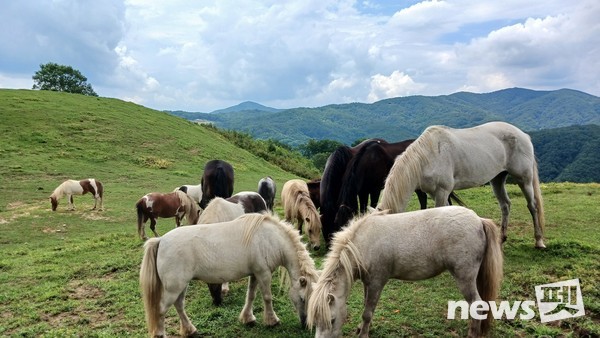 사진 한국동물교감치유학회