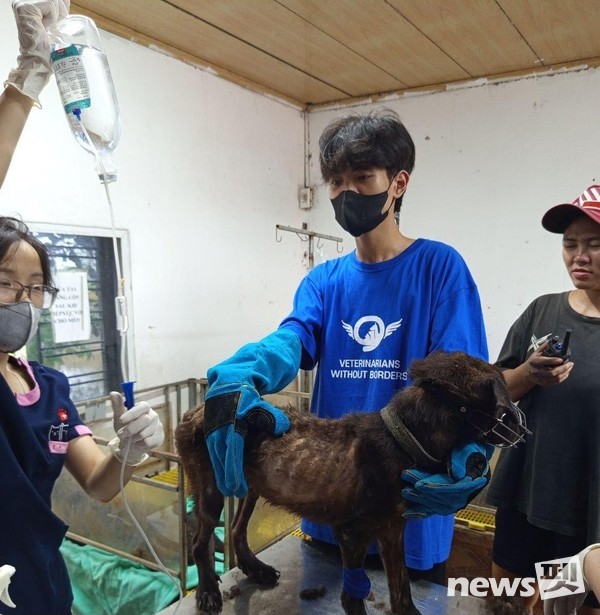 [사진=국경없는 수의사회]
