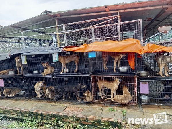 [사진=국경없는 수의사회]