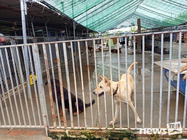 [사진=국경없는 수의사회]