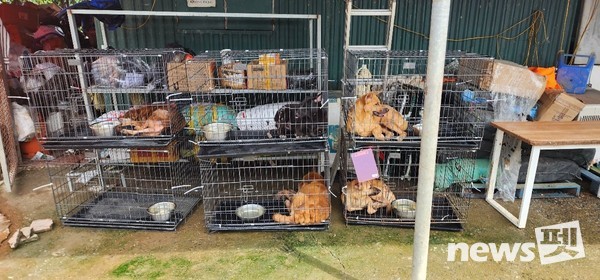 [사진=국경없는 수의사회]