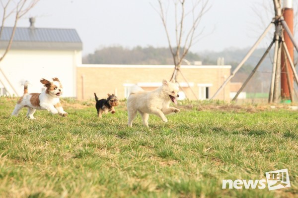 들판을 뛰어다니는 개들. 사진 농촌진흥청