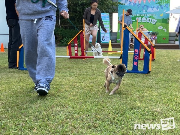 사진 한국유기동물복지협회