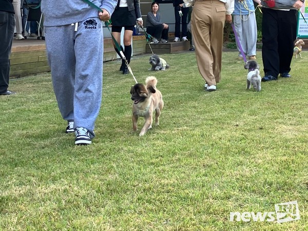 사진 한국유기동물복지협회