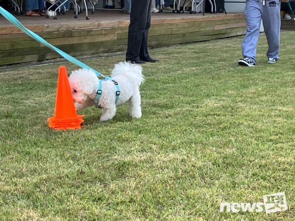 사진 한국유기동물복지협회