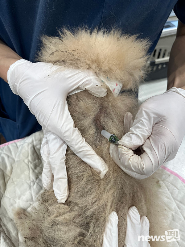 부산 강서구 불법 번식장에서 구조된 개에 스팟라인 플러스 액을 투약하고 있다. 사진 녹십자수의약품