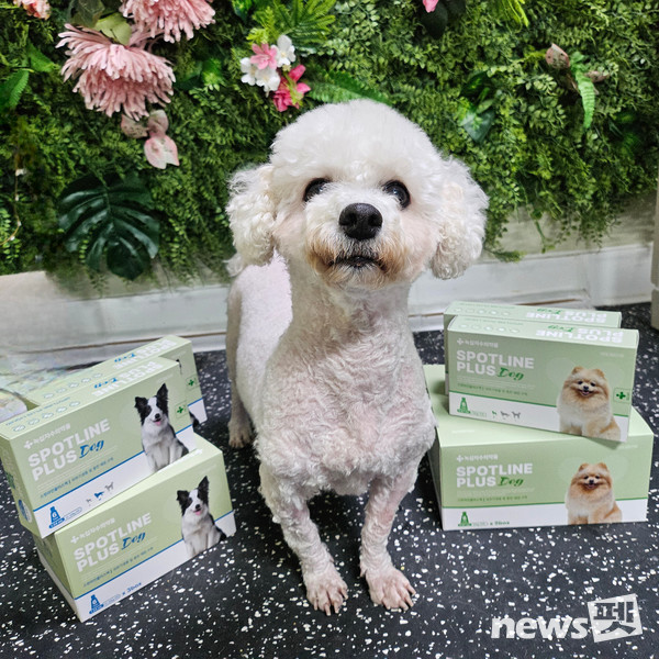 부산 강서구 불법 번식장에서 구조된 개가 스팟라인 플러스액 투약, 미용 후 사진을 찍었다. 사진 녹십자수의약품
