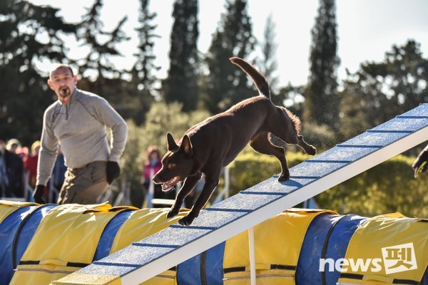 사진 한국애견협회