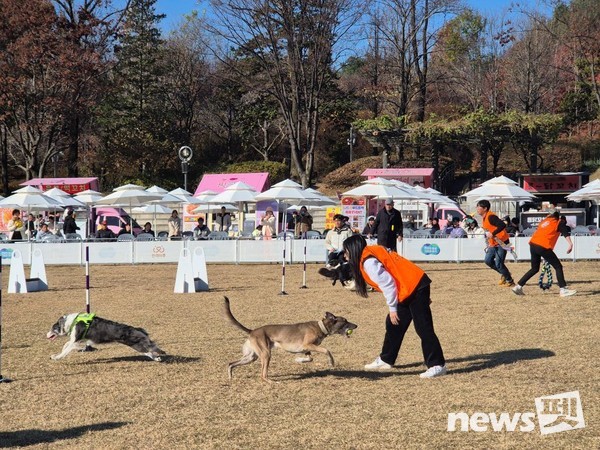 전국 반려견 스포츠대회. 사진 경기도