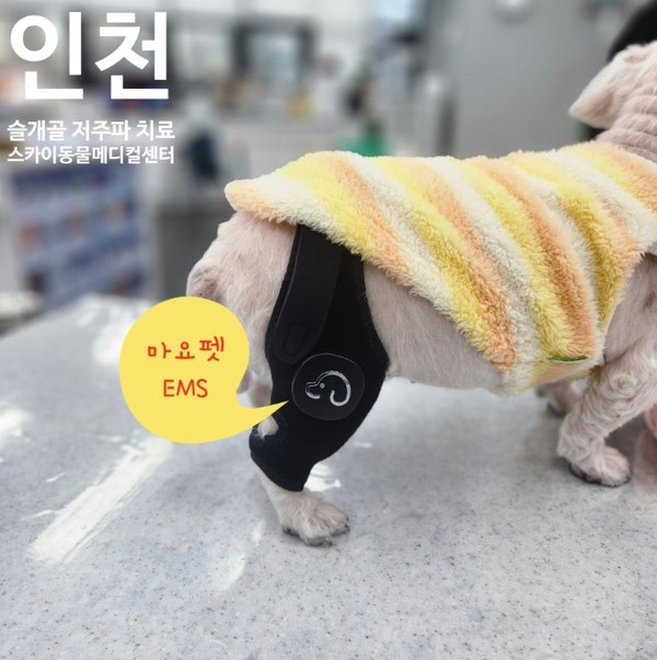 사진 인천스카이동물메디컬센터