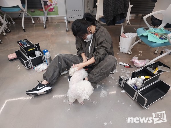 한국애견협회는 지난 19일 서울 동대문구에 위치한 ‘동물복지지원센터 동대문’을 찾아 유기견을 위한 특별한 미용 봉사활동을 진행했다. 사진 한국애견협회