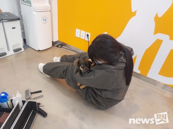 사진 한국애견협회