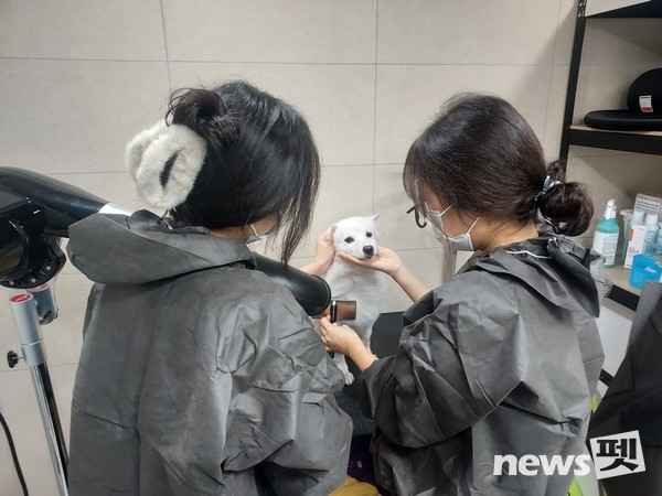 사진 한국애견협회