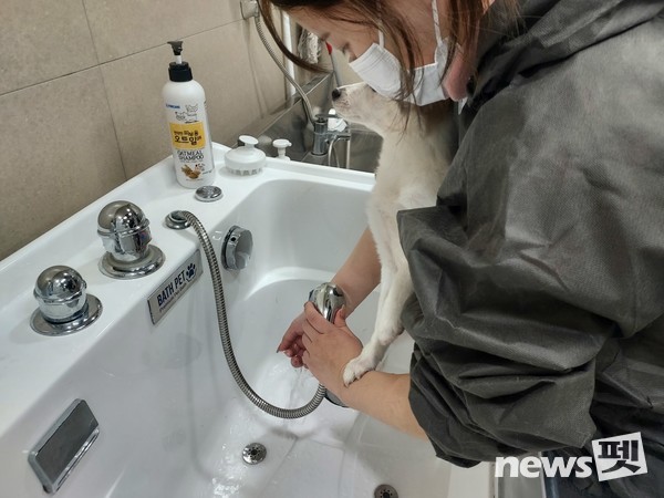 사진 한국애견협회