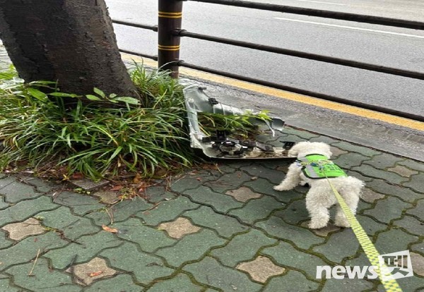 반려견 순찰대 활동 모습. 사진 부산시