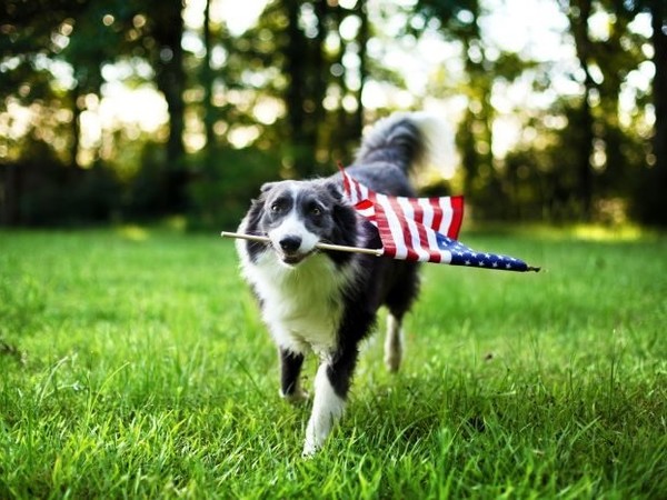 사진 Petfoodindustry