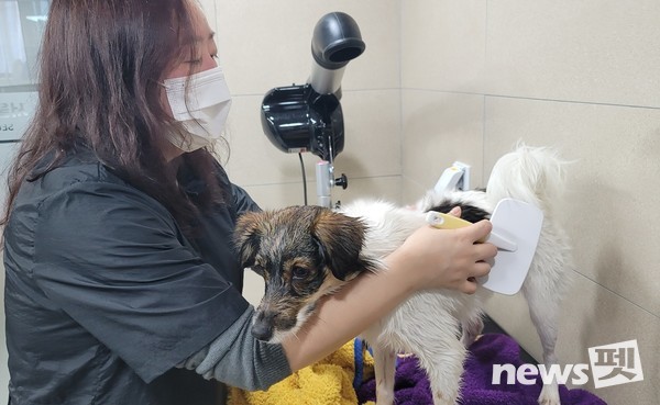 사진 한국애견협회