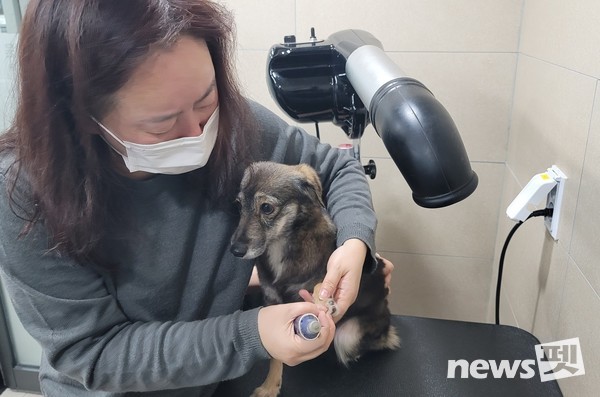 사진 한국애견협회