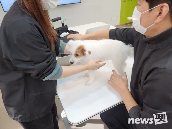 사진 한국애견협회