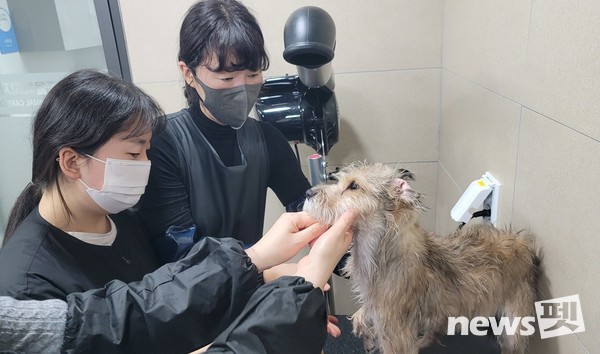사진 한국애견협회