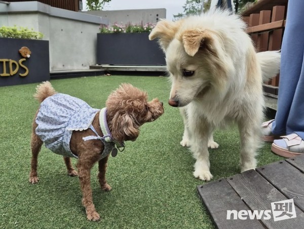 선마을의 모범 반려견 '선이'(오른쪽)가 다른 반려견과 함께 멍멍스쿨 프로그램에서 교감하고 있는 모습. 사진 선마을