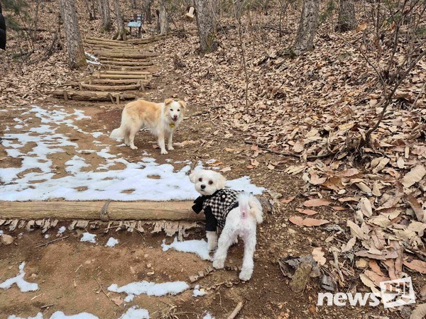 선마을의 모범 반려견 '선이'가 다른 반려견과 함께 멍멍스쿨 프로그램에서 교감하고 있는 모습. 사진 선마을