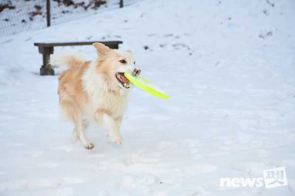 선마을의 모범 반려견 '선이'. 사진 선마을