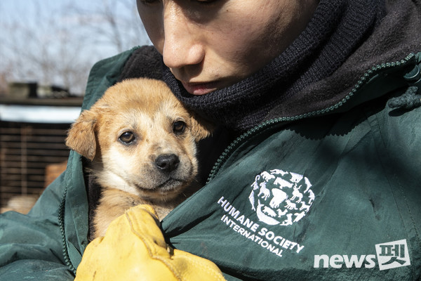 휴메인 월드 포 애니멀즈(구 휴메인 소사이어티 인터내셔널) 활동 모습. 사진 휴메인월드포애니멀즈