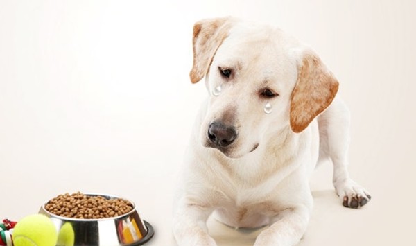 사진 인천스카이동물메디컬센터