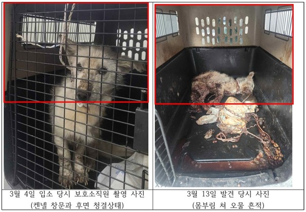 [사진=반려동물구조협회 제공]