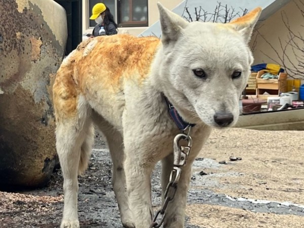 위액트 활동가들이 경북 영덕군에서 동물 구조 활동을 펼치고 있다. [사진=위액트 인스타그램 캡처]