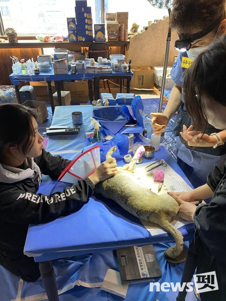 [사진=루시의 친구들]