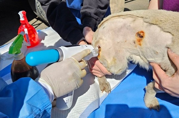 산불로 화상을 입은 반려동물이 동물용 의료기기 벳이즈로 치료를 받고 있다. 사진 리센스메디컬