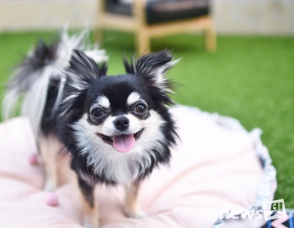 사진 서울시